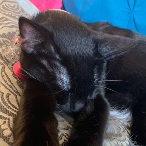 Meet your Posher, Max